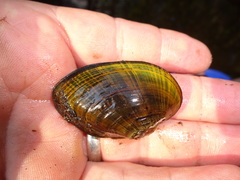 Alasmidonta undulata