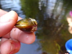 Alasmidonta undulata