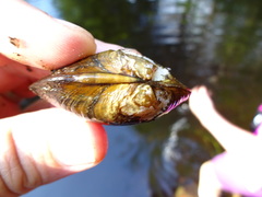 Alasmidonta undulata