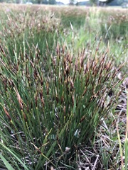 Schoenus ferrugineus