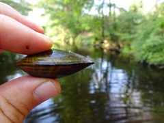 Alasmidonta undulata