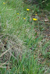 Leontodon hispidus hispidus