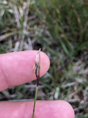 Schoenus ferrugineus