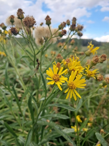 fen ragwort