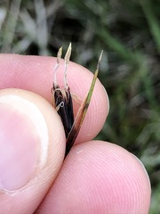 Schoenus ferrugineus