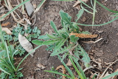 Leontodon hispidus hispidus