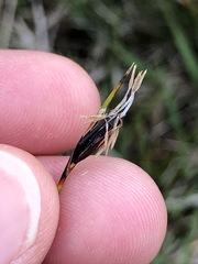 Schoenus ferrugineus