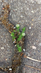 Arenaria serpyllifolia