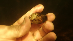 Alasmidonta undulata