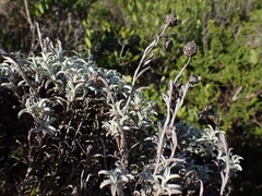 Achyranthemum argenteum