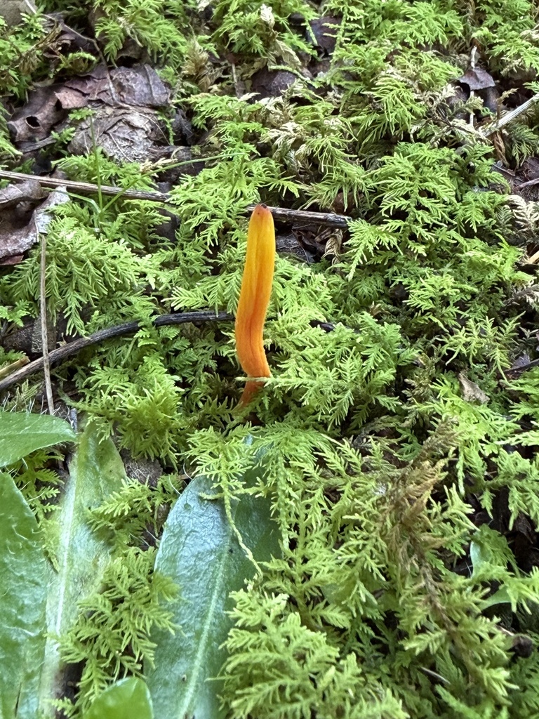 Handsome Club · August 2026 · photo: Photo: (c) Julie Travaglini, some rights reserved (CC BY) · iNaturalist