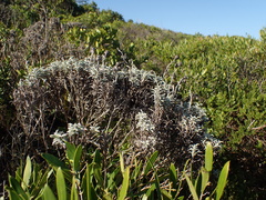 Achyranthemum argenteum