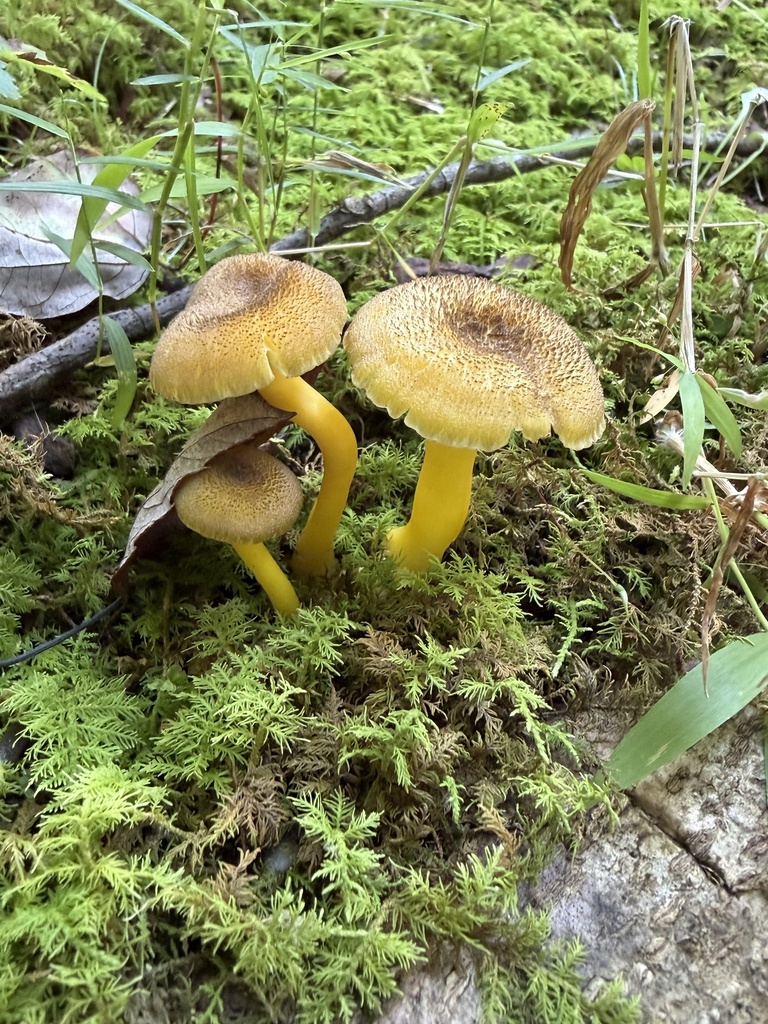 clustered waxcap · August 2026 · photo: Photo: (c) Julie Travaglini, some rights reserved (CC BY) · iNaturalist