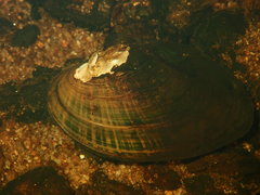 Alasmidonta undulata