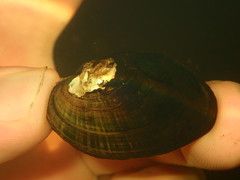 Alasmidonta undulata