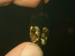 Alasmidonta undulata