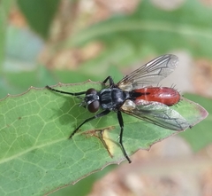 Cylindromyia bicolor