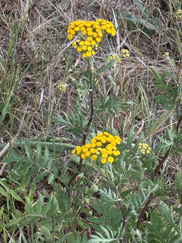 tansy