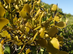 Viscum rotundifolium