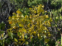 Viscum rotundifolium