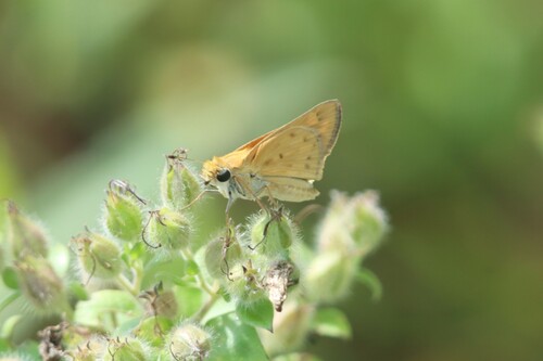 Fiery Skipper