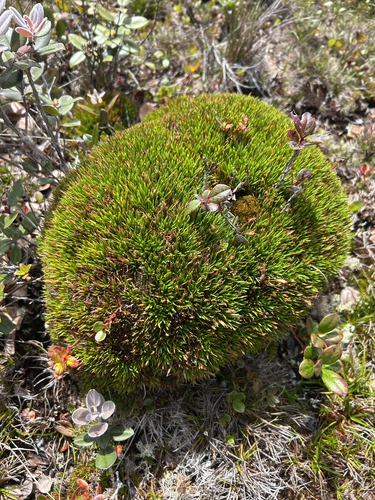 Oreobolus furcatus observed 2026-08-20