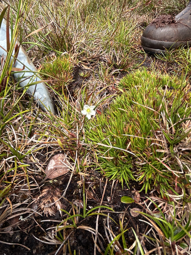Drosera anglica observed 2026-08-20