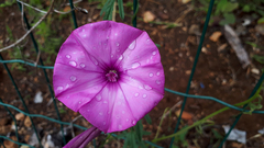 Convolvulus althaeoides althaeoides