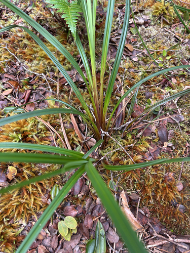 Carex alligata observed 2026-08-20