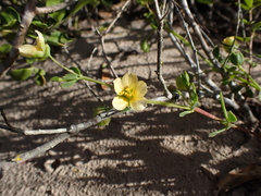 Roepera maritima