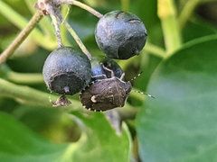 Holcostethus sphacelatus