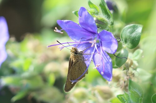Swarthy Skipper