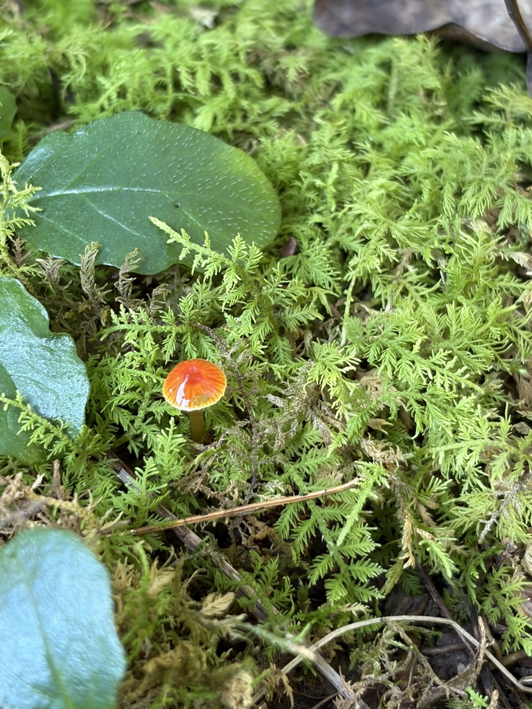 Hygrocybe minutula · August 2026 · photo: Photo: (c) Julie Travaglini, some rights reserved (CC BY) · iNaturalist