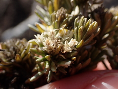 Helichrysum asperum
