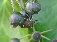 Holcostethus sphacelatus