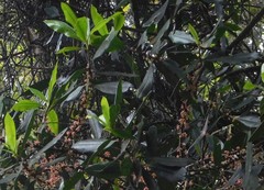Myrsinoideae