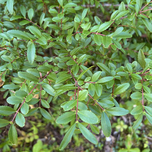 Oregon Boxwood