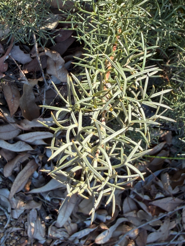 Grevillea wilsonii, photograph 6