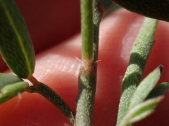 Indigofera sinusalgoae