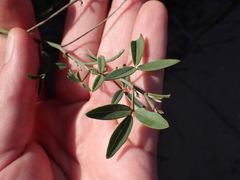 Indigofera sinusalgoae
