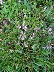 Erodium cicutarium