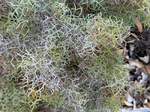 Grevillea wilsonii, photograph 4
