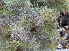 Grevillea wilsonii, photograph (c) smathichong, some rights reserved (CC BY)