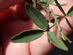 Indigofera sinusalgoae