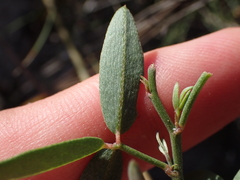 Indigofera sinusalgoae