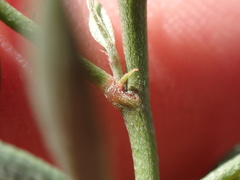 Indigofera sinusalgoae