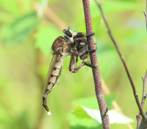 Maroon-legged Lion Fly