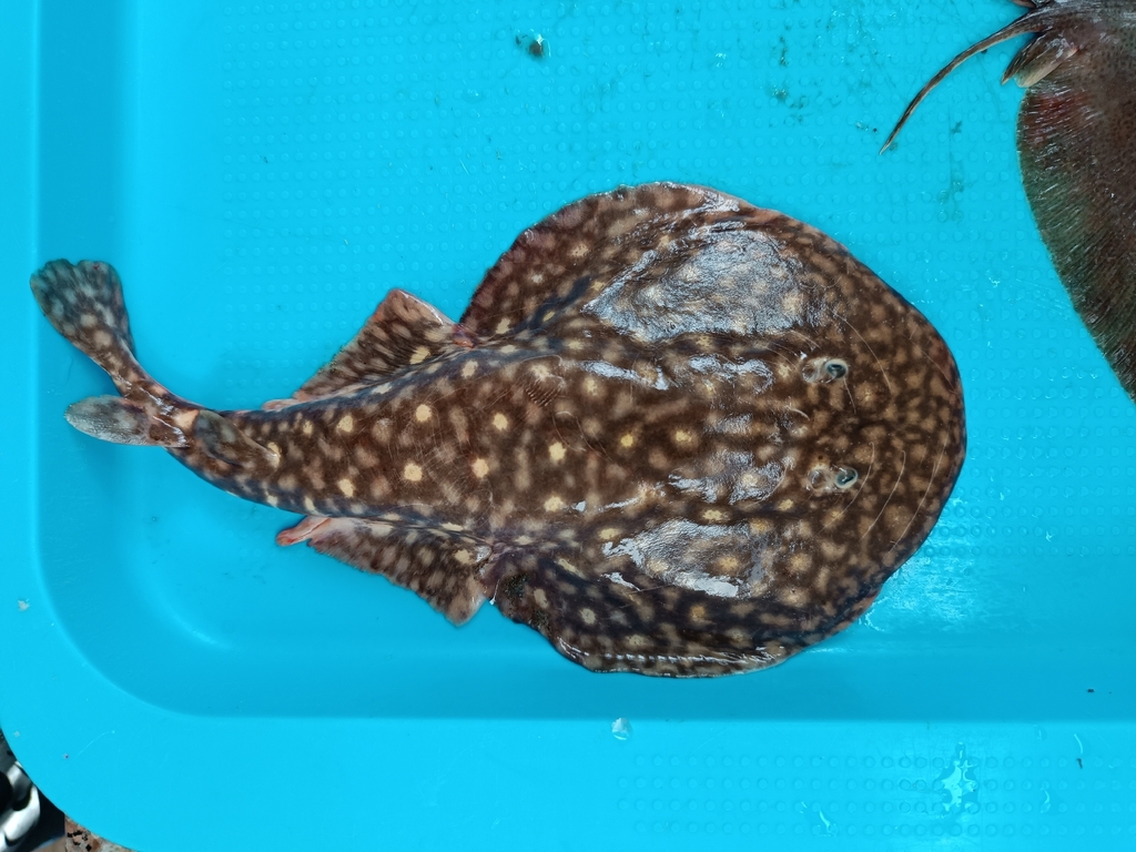 Leopard Numbfish