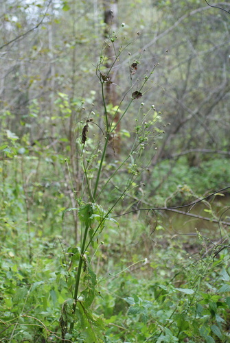 Knautia tatarica (Knautia tatarica)