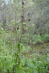 Knautia tatarica